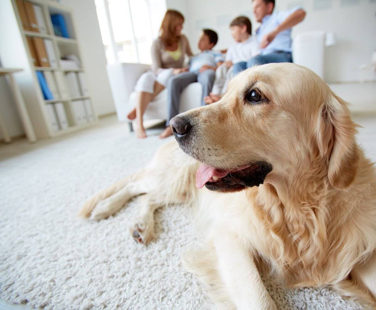 Собаки-компаньоны для пенсионеров с описаниями и ценами