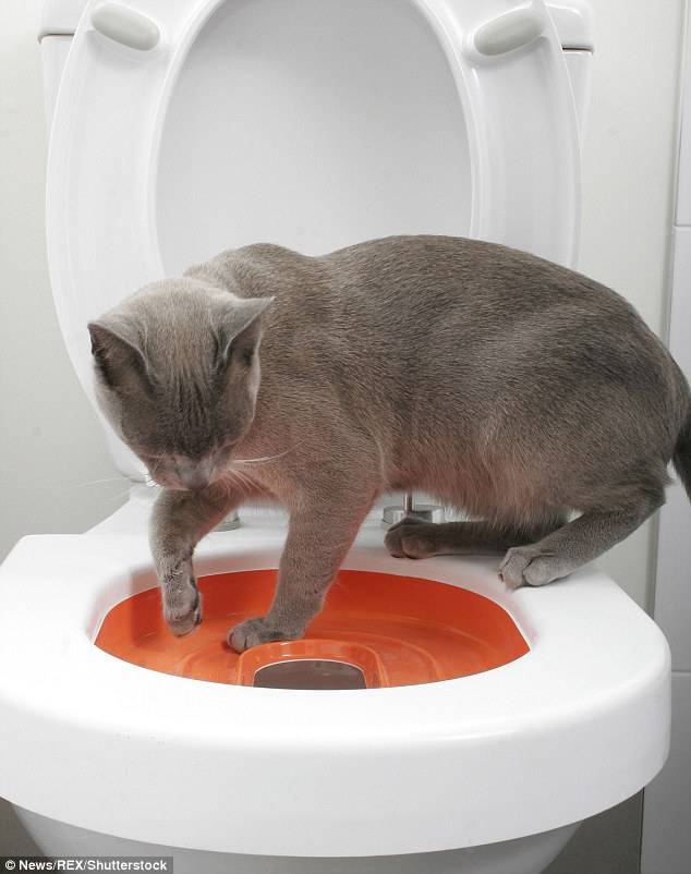 Как научить кота ходить в туалет на унитаз в квартире