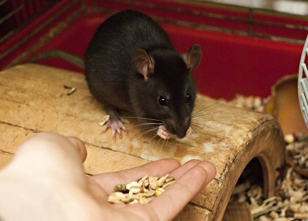 Что едят мыши в дикой среде и домашних условиях?