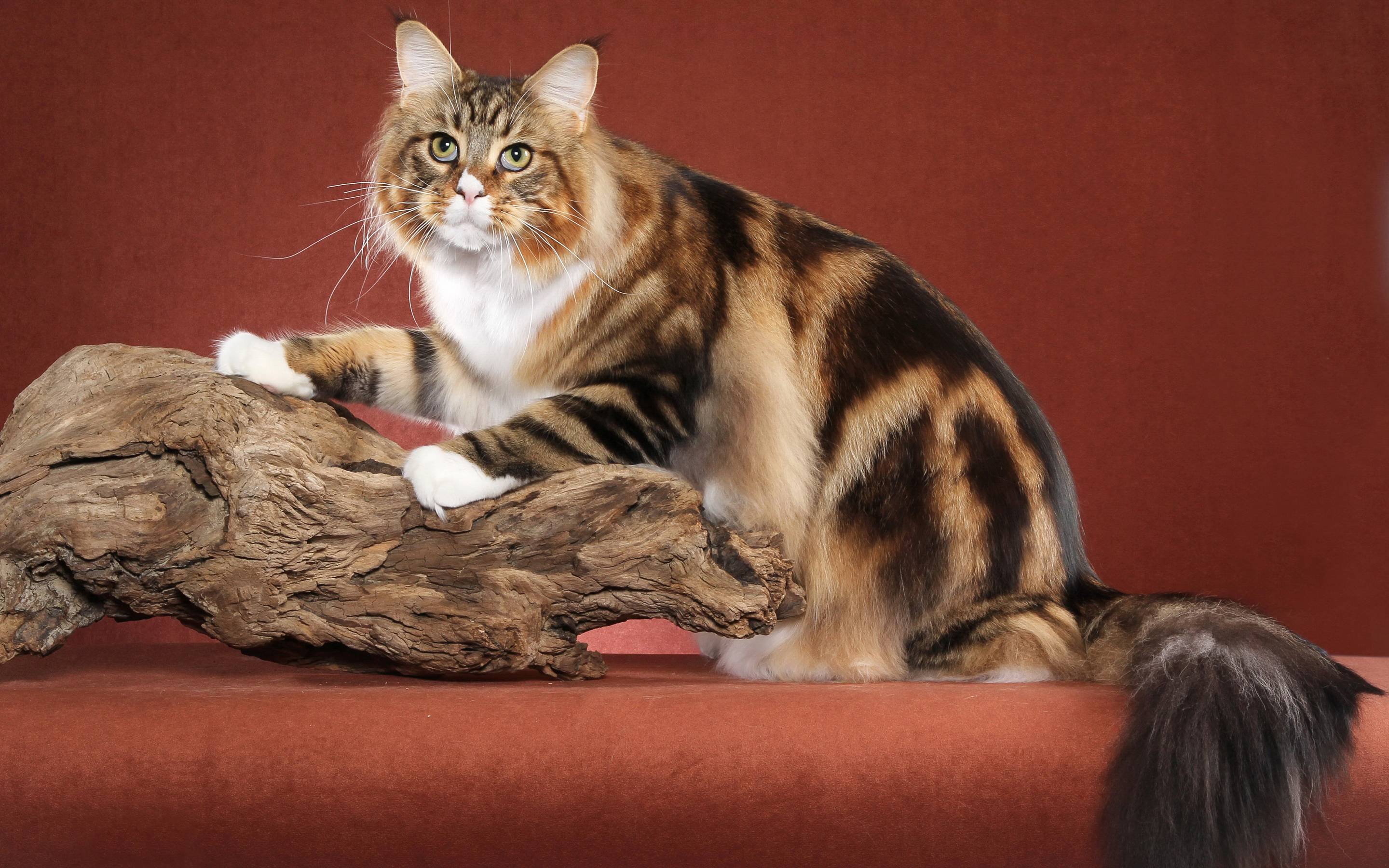 Полосатый кот: породы кошек в полоску, фото и названия полосатиков
