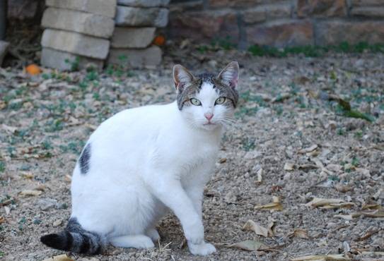 Эгейская кошка — описание пород котов