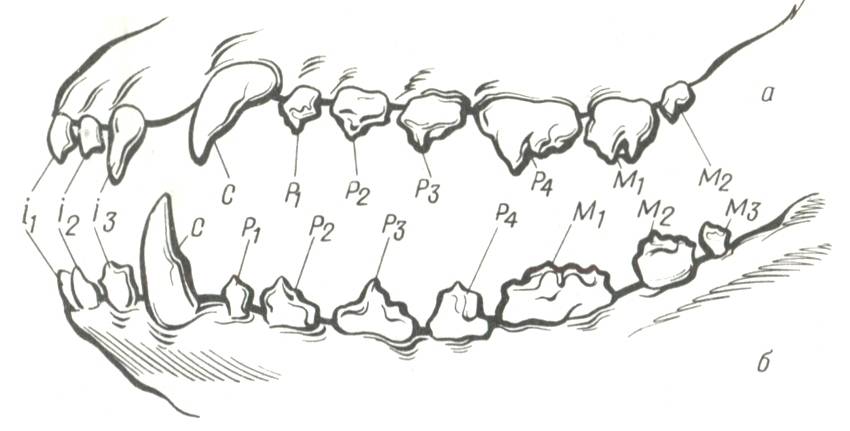 Виды зубов: резцы, клыки, премоляры, моляры