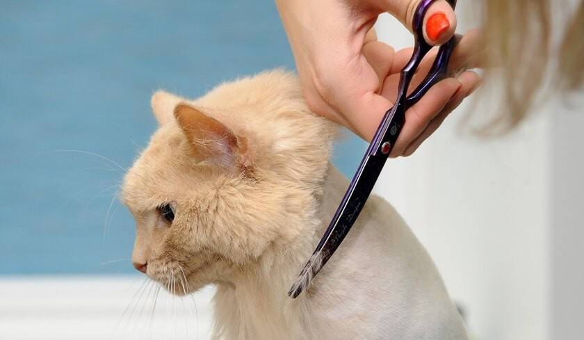 Как в домашних условиях подстричь кота? как правильно подстричь кошку ножницами в домашних условиях? как самостоятельно сделать стрижку для пушистого кота?