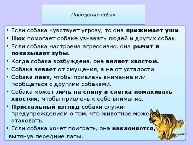 Как понять, что кошка тебя любит | zdavnews.ru