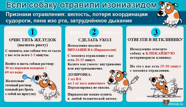 Лечение отравления собаки ядом изониазидом (тубазидом)