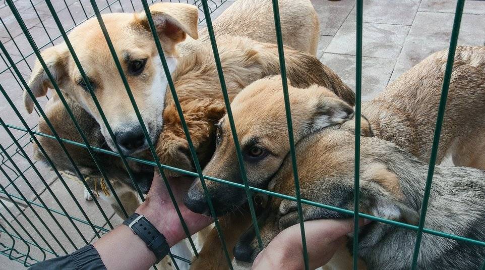 Приют для собак в москве и московской области. подарите жизнь другу - kot-pes
