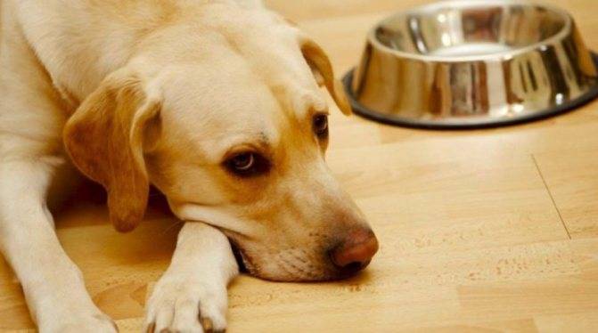 Слабость у собаки - диагностика причин слабости у собак в москве. ветеринарная клиника "зоостатус"