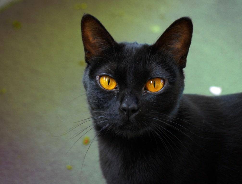Бомбейская кошка: фото, описание породы, характер, здоровье, уход и содержание