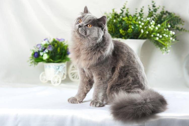 Британская длинношерстная кошка: история, внешние особенности, характер, советы по содержанию и уходу, фото британцев