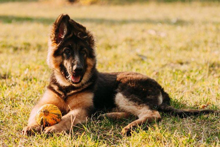 Какие породы сторожевых собак самые лучшие для охраны дома и квартиры