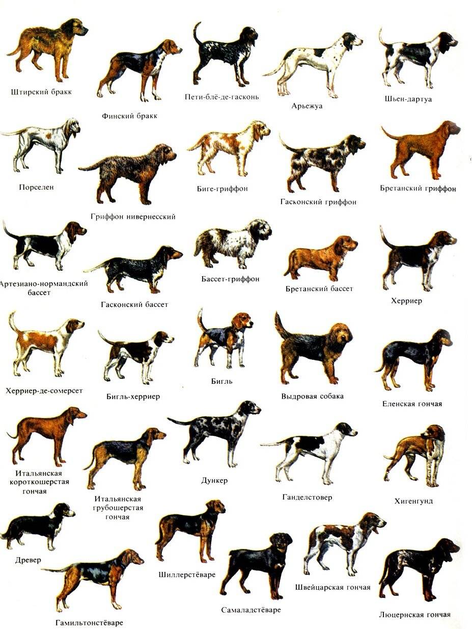 Разные породы собак: какие породы существуют, определитель пород