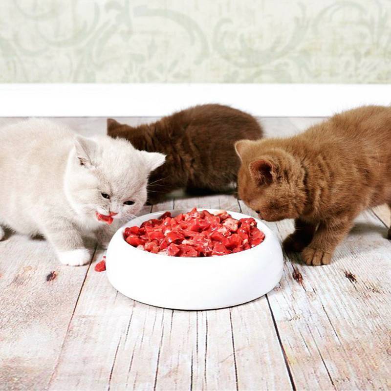 Влажный или сухой корм для кошек: каким лучше кормить? достоинства и недостатки кормов, их состав