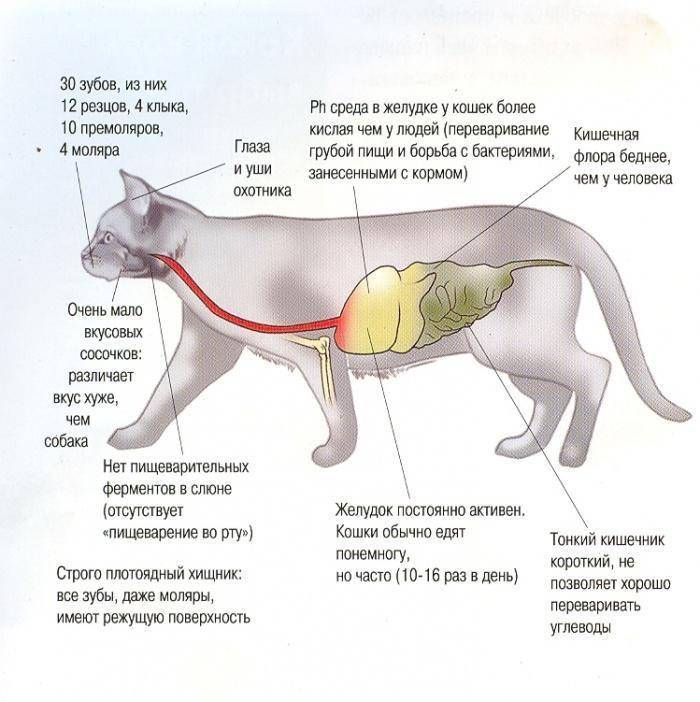 Ультрасонографические различия органов брюшной полости собак и кошек