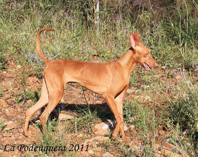 Бурбонский бракк: описание породы, фото собаки