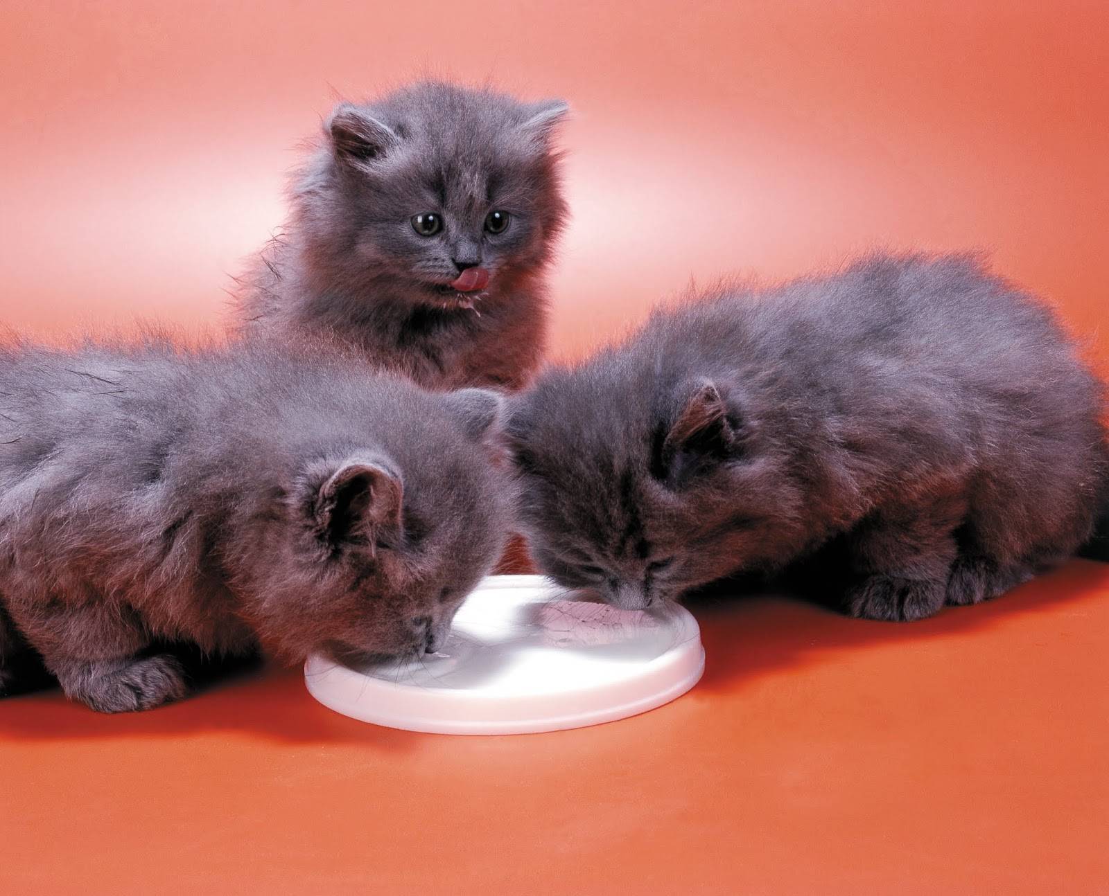 Персидская кошка (99 фото): как выглядит кот породы перс и каков его характер? корм для котят, описание черных, серых и голубых персидских кошек