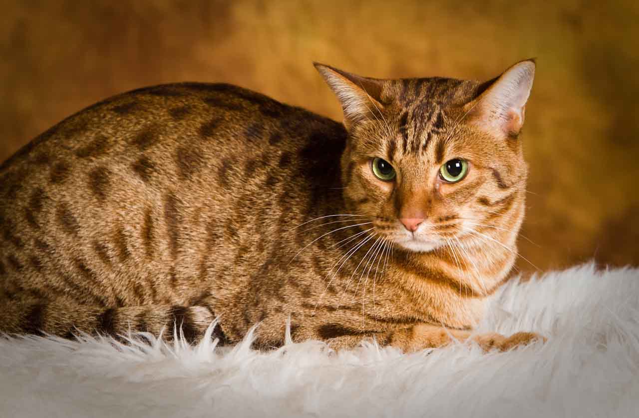Порода кошек оцикет: история, описание, питание, фото