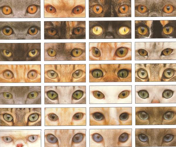 Порода кошек с разными глазами: 20 удивительных фото