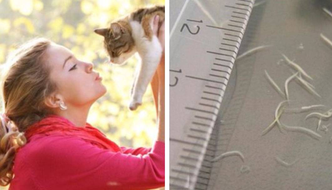 Можно ли заразиться глистами от кошки: виды гельминтов, способы лечения и меры профилактики