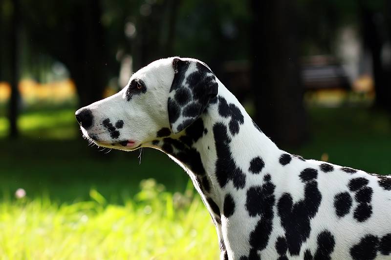 Далматин (далматинец): описание породы собак с фото и видео