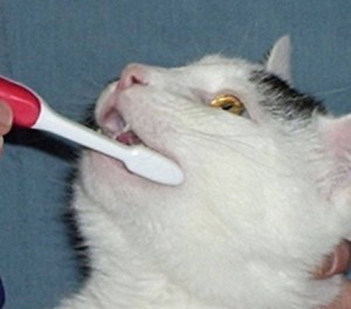 Почему у кошки изо рта неприятно пахнет: 7 причин зловонного запаха и способы лечения животного в домашних условиях