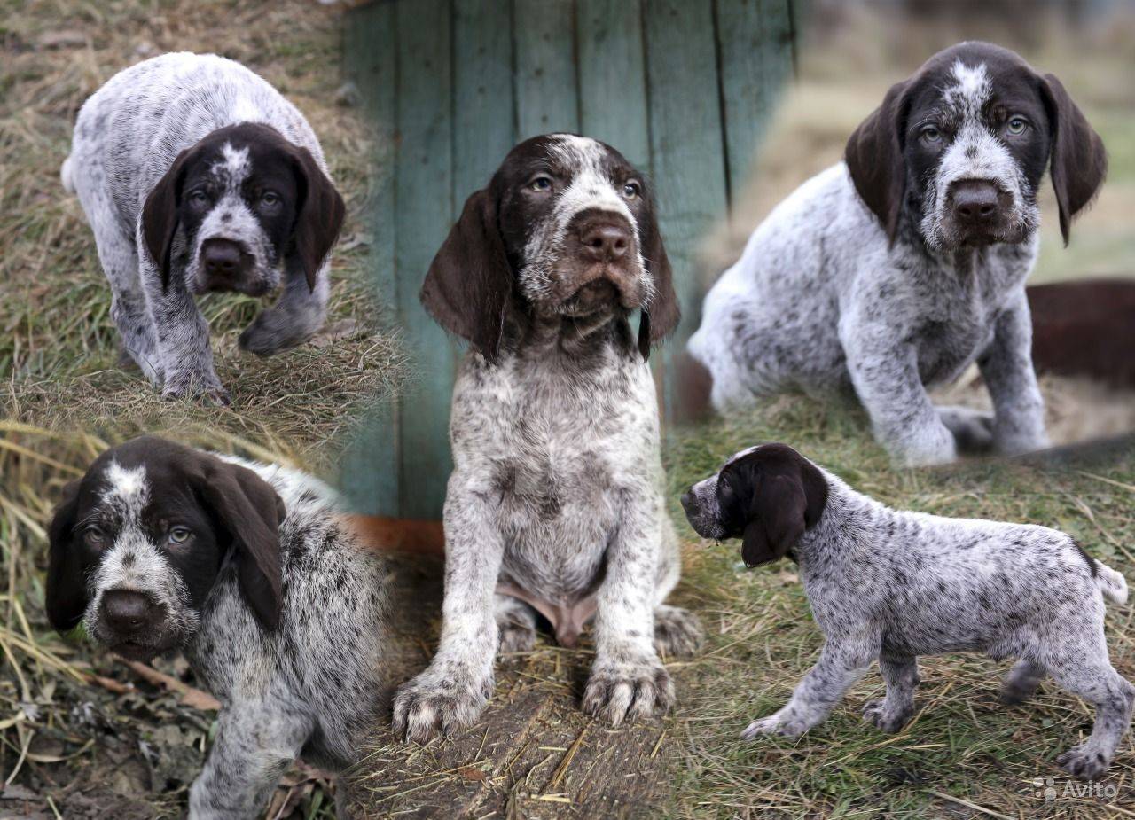 Английский пойнтер – охотничья порода собак
английский пойнтер – охотничья порода собак