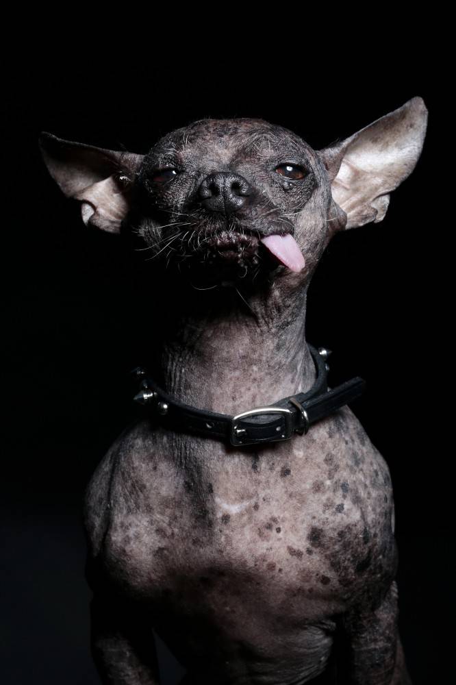 Самая страшная собака в мире | dog-care - журнал про собак