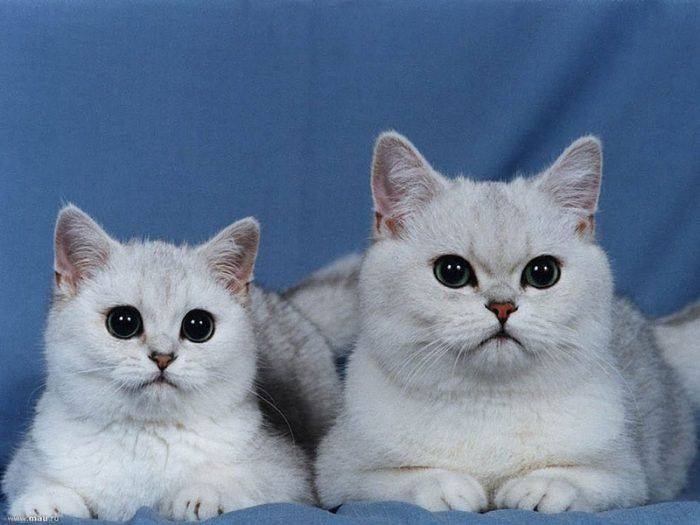 Серебристая британская шиншилла: описание и содержание кошек
