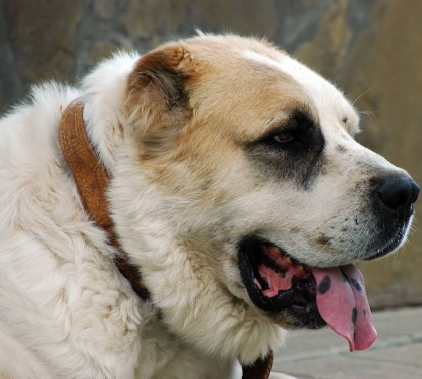 Среднеазиатская овчарка алабай – самая большая собака и самый преданный друг