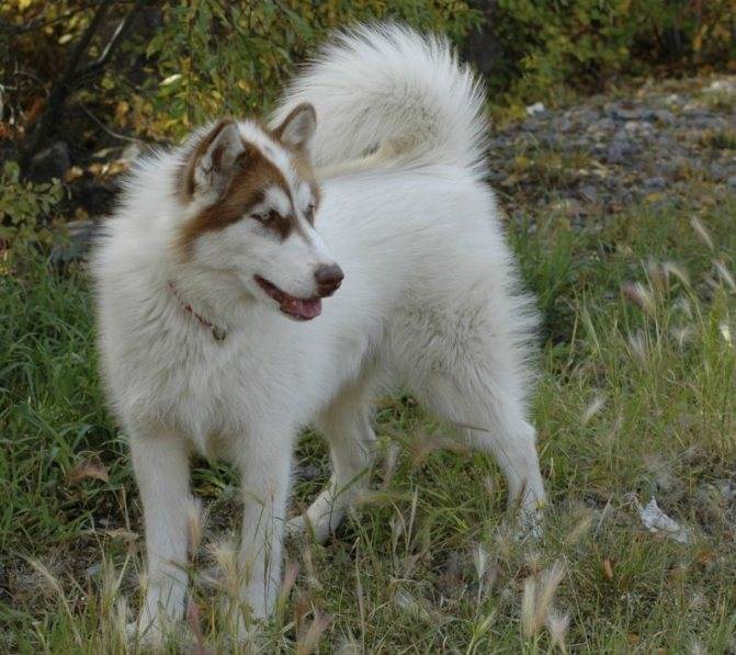 Канадская эскимосская лайка (инуитская собака)