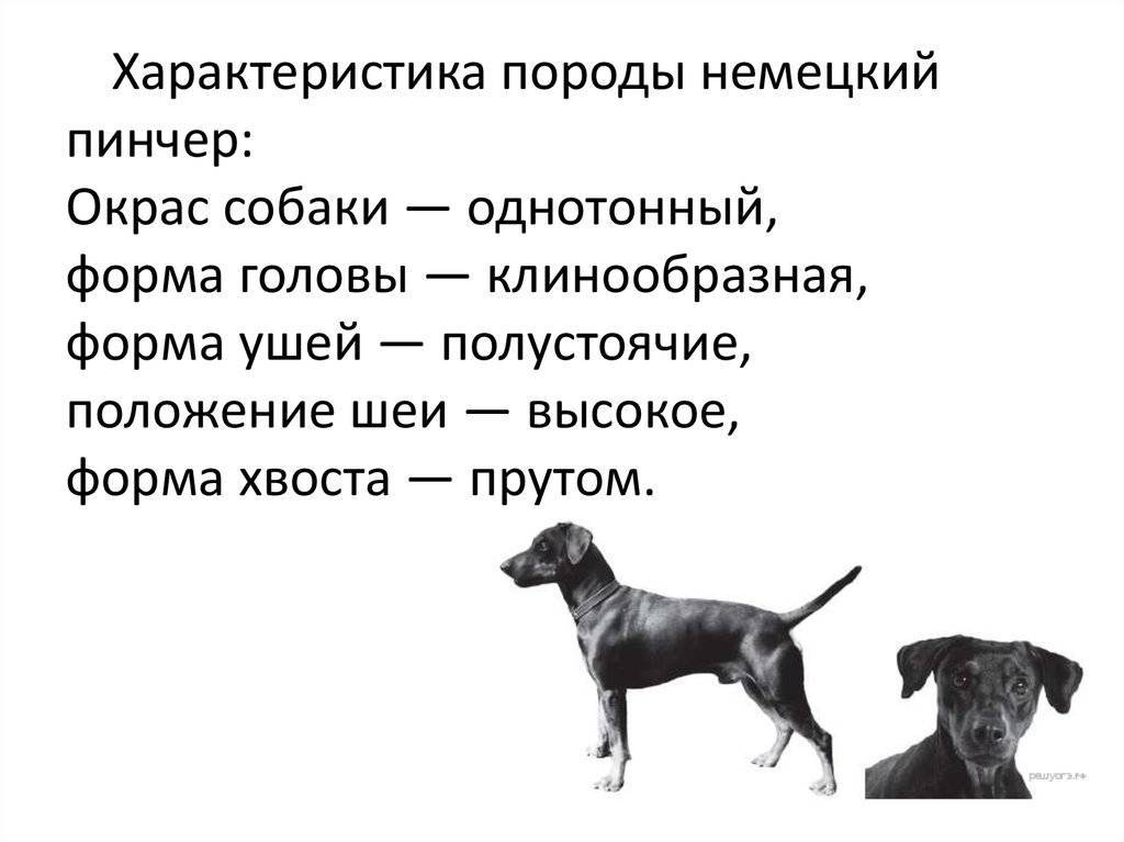 Собака такса: характеристика, достоинства и недостатки породы, отзывы владельцев собаки