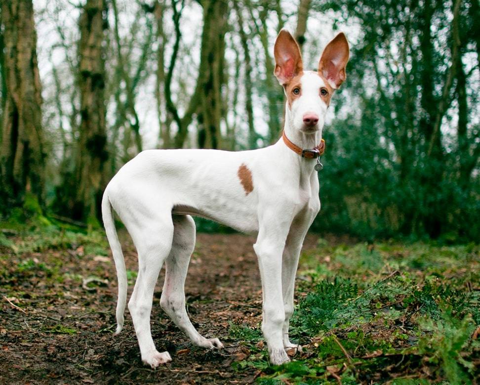 Характеристика собак породы поденко ибиценко с отзывами и фото