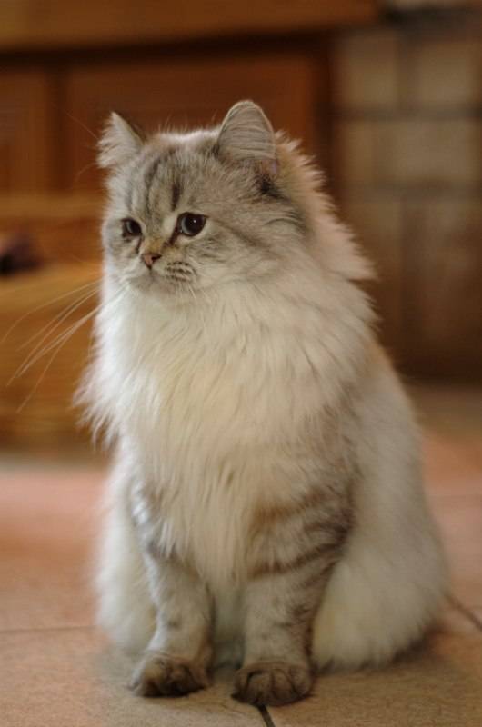 Британская длинношерстная кошка «хайлендер»