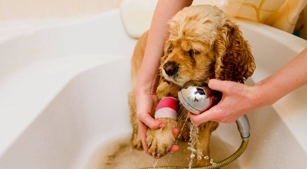 Как помыть собаку? рекомендации по правильному купанию собак