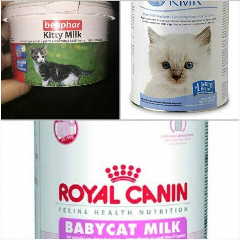 Чем кормить новорожденного котенка без кошки?
