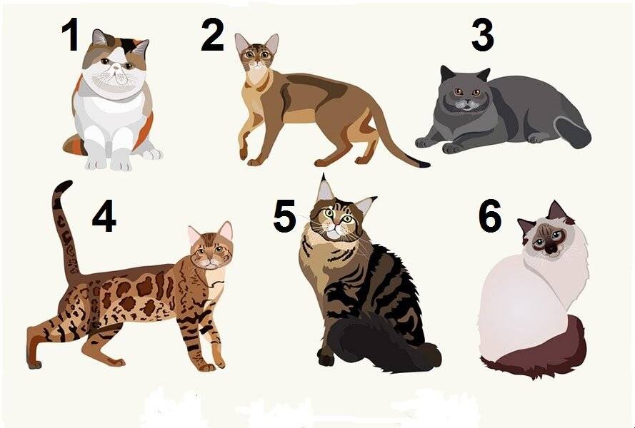 Как выбрать породу кота?