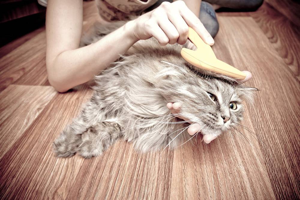 Как правильно вычесывать кошку: особенности проведения процедуры
