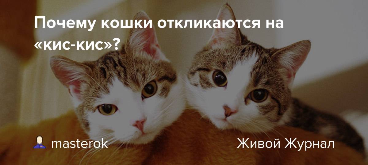 Почему кошки и коты отзываются на кис-кис или кс