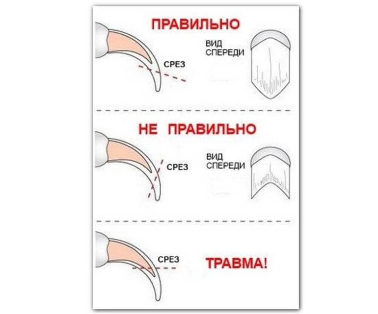 Как подстричь черные когти собаке: советы и рекомендации экспертов