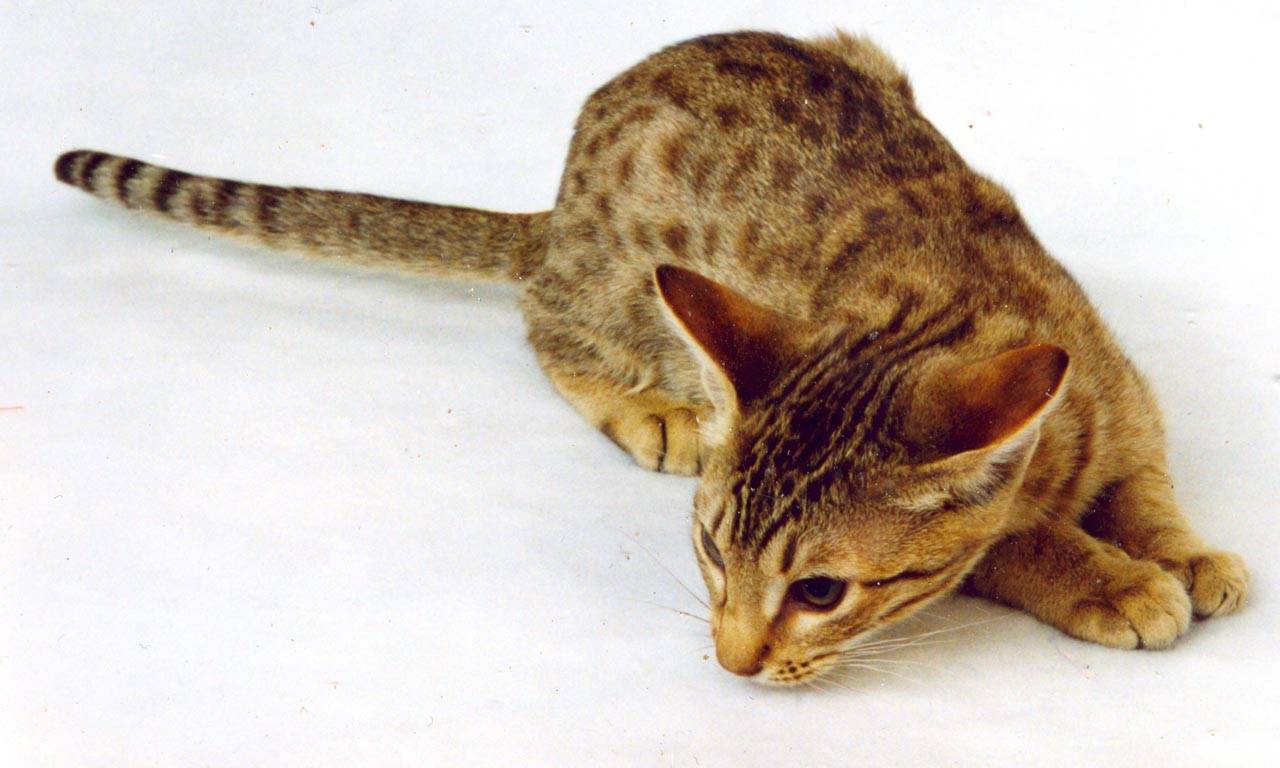 Поведение кошек: раскрываем секреты особенностей психологии животных