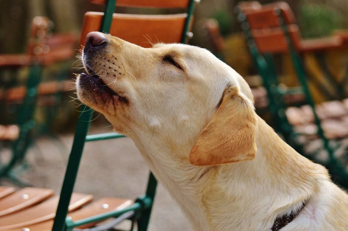 Как отучить собаку лаять на других собак: простые методы для щенка или взрослой собаки
