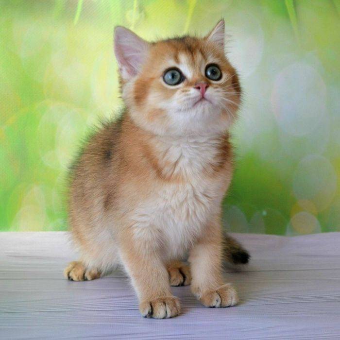 Внешний вид, характер и содержание кошки золотая шиншилла