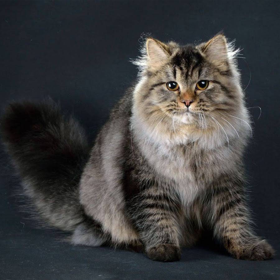 Британская длинношерстная кошка  фото, описание породы, характер, уход, стандарты
