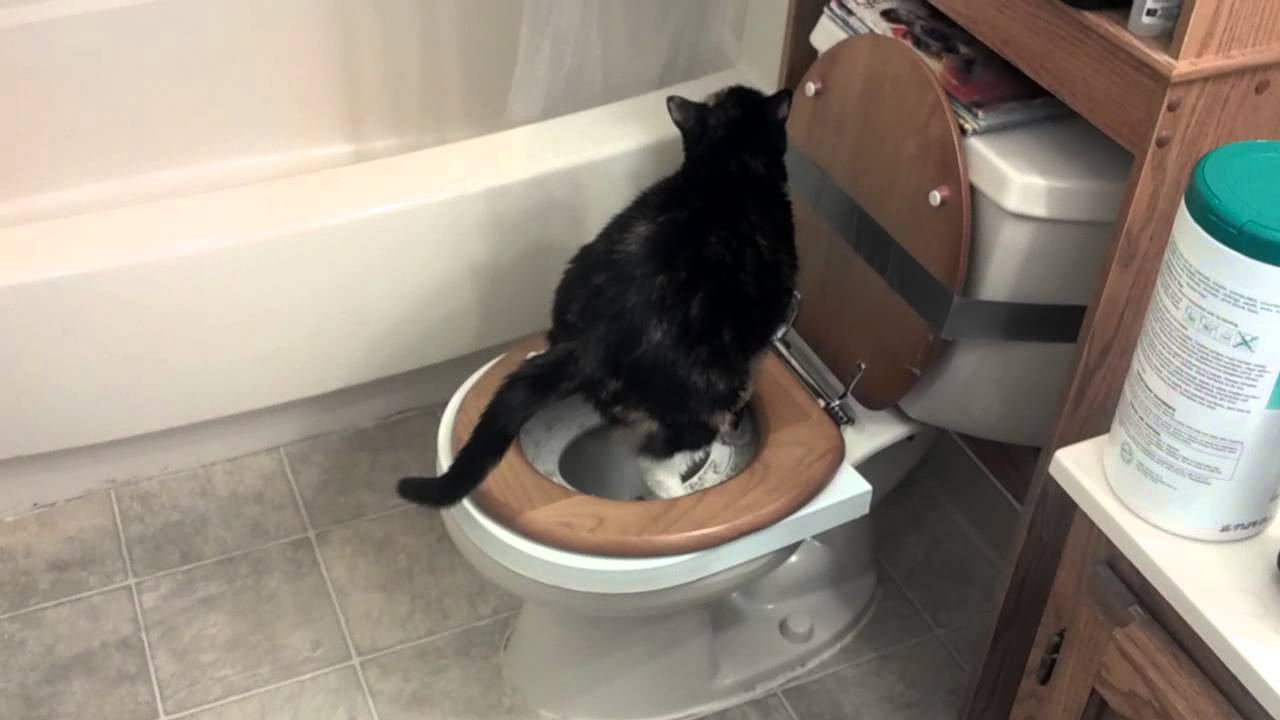Как приучить кота или кошку к унитазу после лотка, научить котенка ходить в туалет в квартире, можно ли сделать это за 1 день