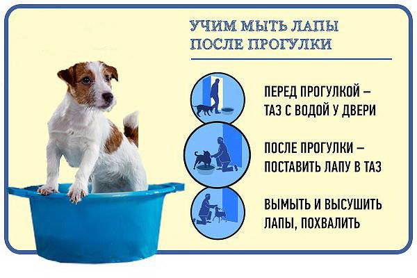 Как приучить щенка к туалету и еще 9 советов по воспитанию щенка. купить собаку маленькой породы: воспитание щенка и уход за щенком.