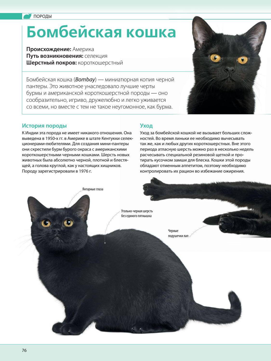 Бомбейская кошка, или бомбей: описание породы, характер, цена, содержание и уход, фото