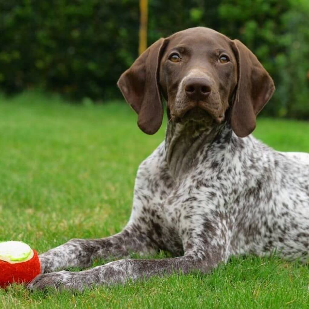 Курцхаар – фото собаки, описание породы, характер, цена щенков