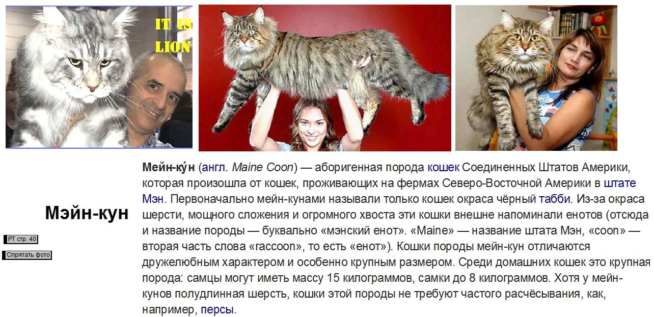 Мейн-кун: порода кошек, описание, особенности характера, размеры, чем кормить, как ухаживать, цена котят в питомнике, фото и отзывы