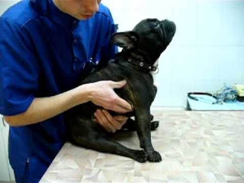 Реабилитация собак операция. Операция на позвоночнике у собаки.