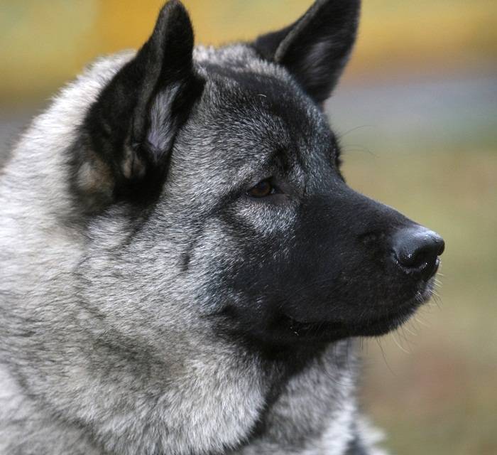 Элкхаунд собака. описание, особенности, уход и цена элкхаунда