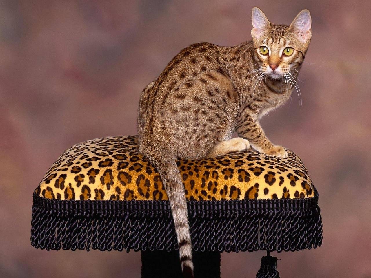 Самые дорогие породы кошек в мире топ 10 — pet-mir.ru